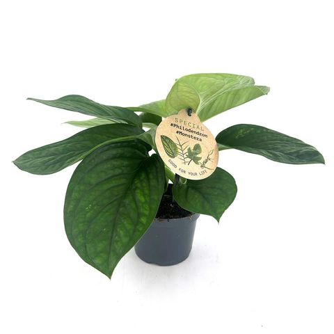 Monstera pinnatipartita