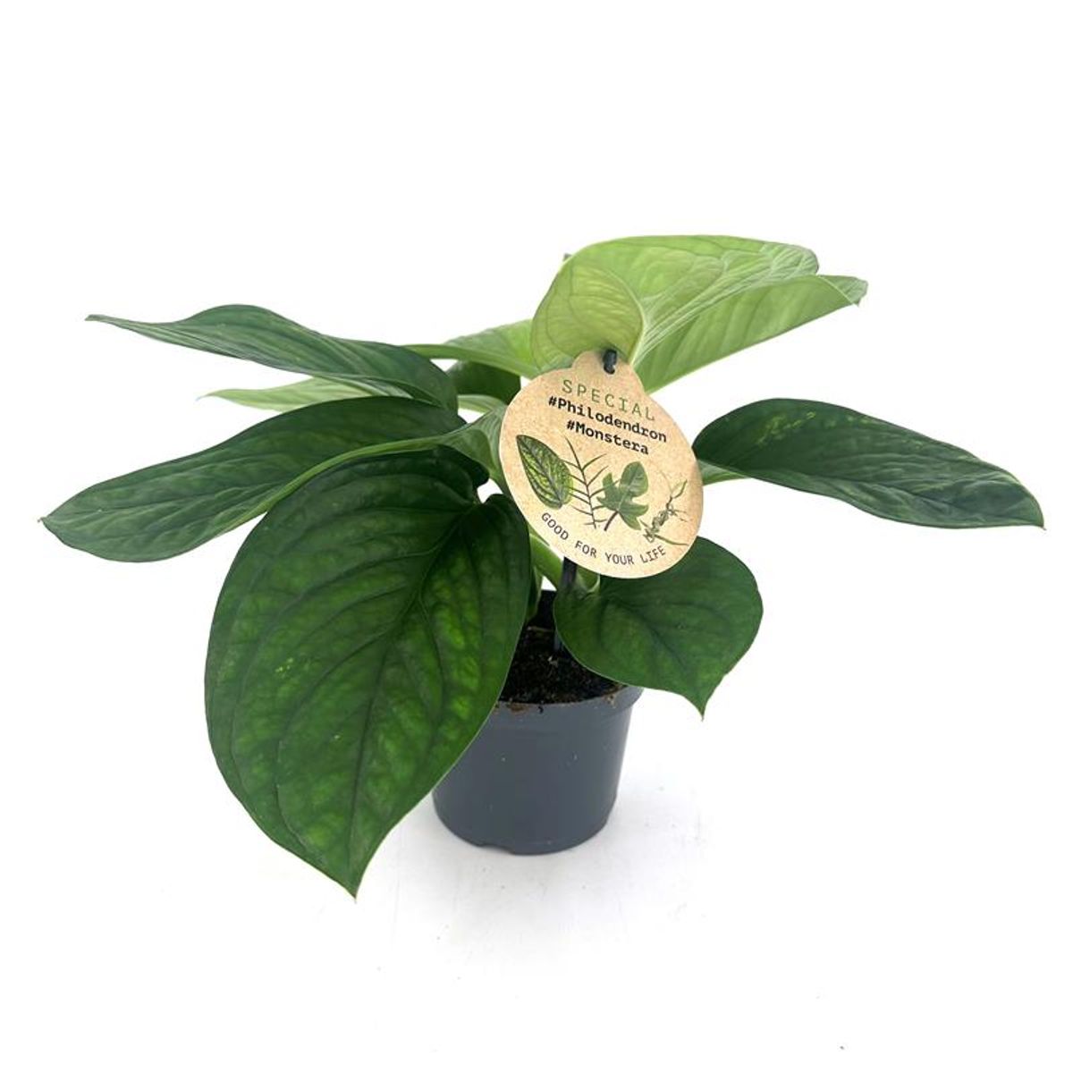 Monstera pinnatipartita  Pflanzengrohandel FlorAccess
