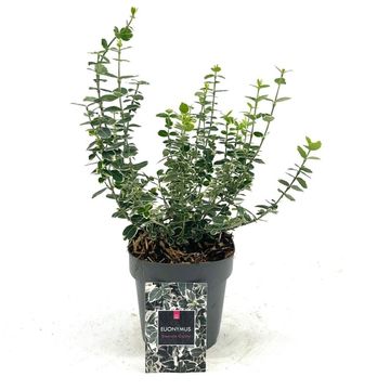 Euonymus fortunei 'Emerald Gaiety'