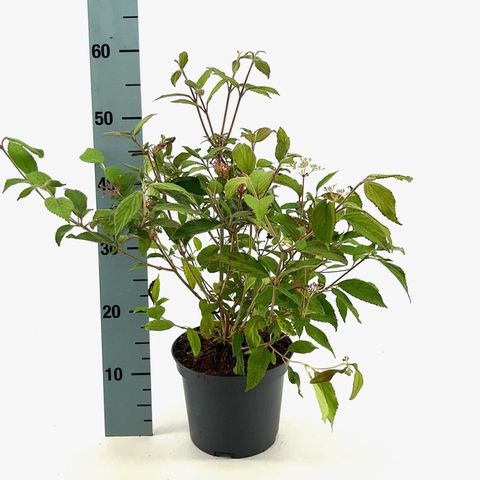 Viburnum plicatum 'Watanabe'