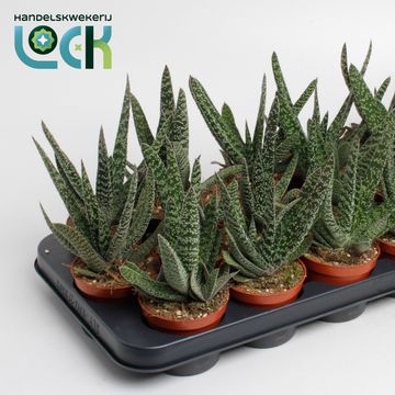 Gasteria carinata 'Big Ben'