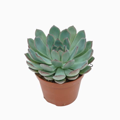 Echeveria 'Apus'