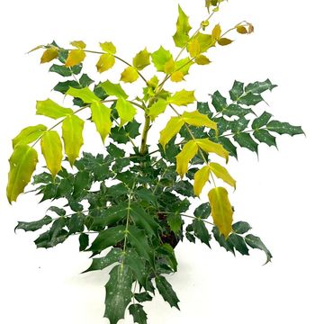Mahonia japonica