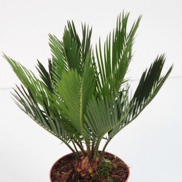 Cycas revoluta