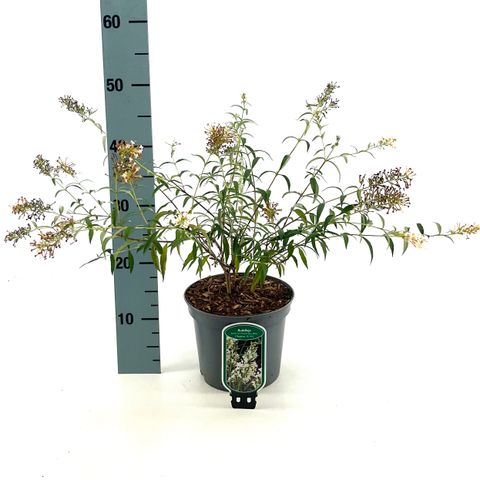 Buddleja FREE PETITE SNOW WHITE