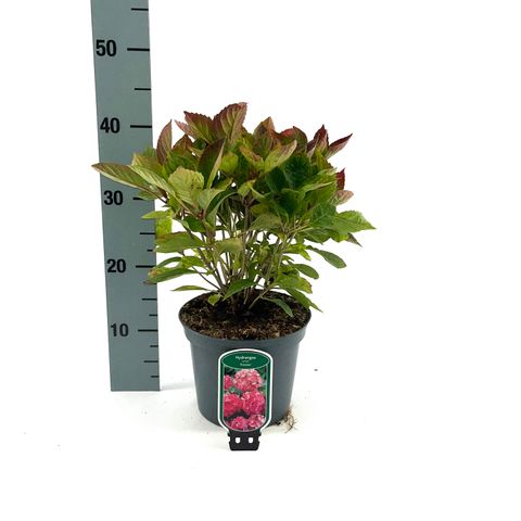 Hydrangea serrata 'Preziosa'