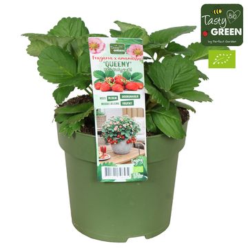 Fragaria x ananassa 'Queeny'