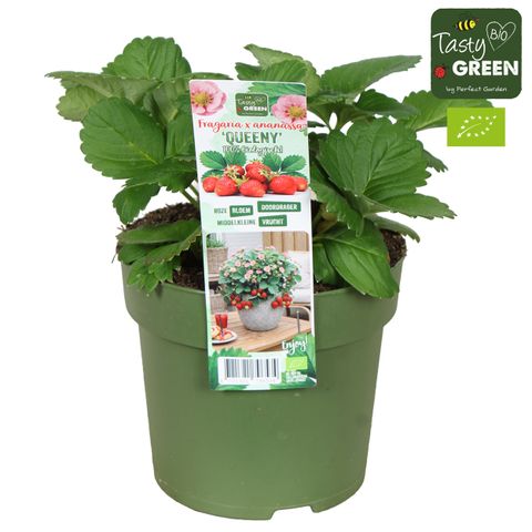 Fragaria x ananassa 'Queeny'