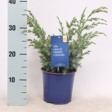 Juniperus chinensis 'Blue Alps'