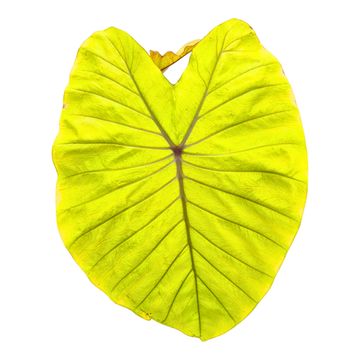 Colocasia 'Hybrid Oriole'
