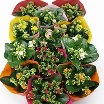 Kalanchoe MIX