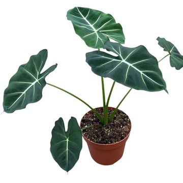 Alocasia micholitziana ROUND TYPE