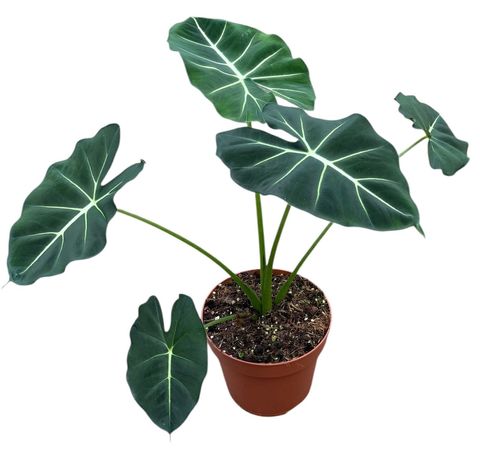Alocasia micholitziana ROUND TYPE