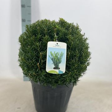Taxus x media 'Farmen'