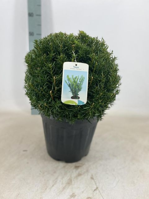 Taxus x media 'Farmen'