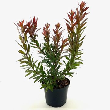 Callistemon 'Red Rocket'