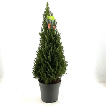 Picea glauca PERFECTA