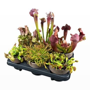 Carnivorous plants MIX