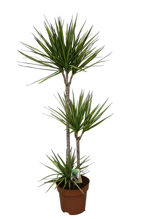 Dracaena marginata 'Sunray'