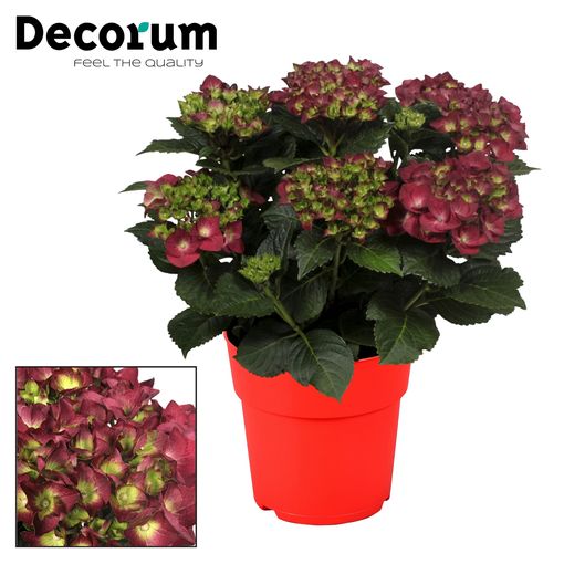 Hydrangea macrophylla HOT RED