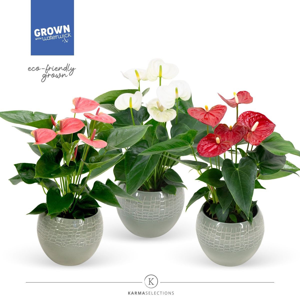 anthurium-mix-plant-wholesale-floraccess