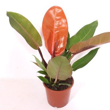 Філодендрон 'Prince of Orange'