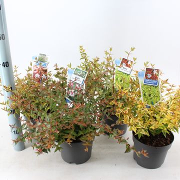 Abelia MIX