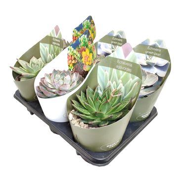 Echeveria MIX