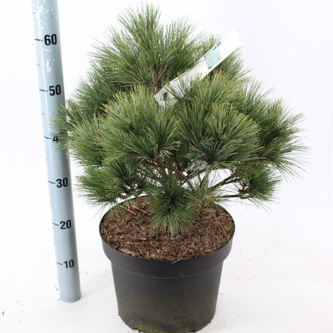 Pinus strobus 'Радиата'