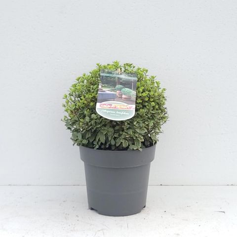 Pittosporum tenuifolium 'Silver Ball'