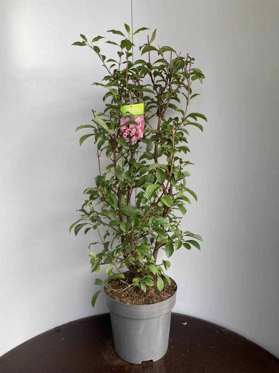 Viburnum x bodnantense 'Dawn' — Plant Wholesale FlorAccess