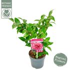 Camellia japonica 'Volunteer'