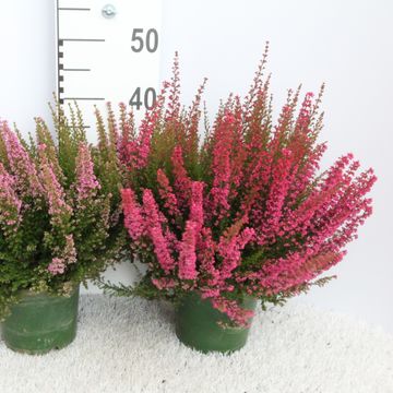 Erica gracilis BEAUTY QUEEN MIX