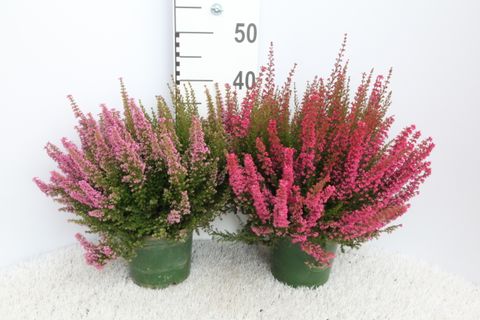 Erica gracilis BEAUTY QUEEN MIX