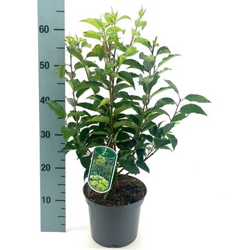 Prunus lusitanica