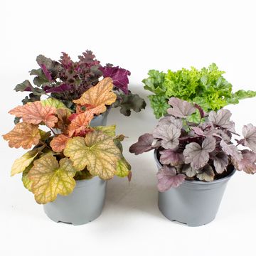 Heuchera MIX