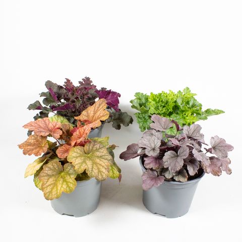 Heuchera MIX