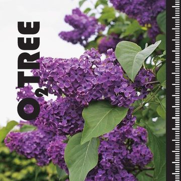 Syringa vulgaris 'Charles Joly'