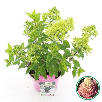 Hydrangea paniculata PINKLIGHT