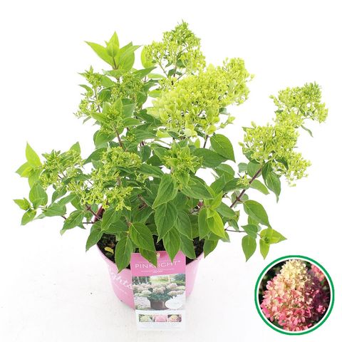Hydrangea paniculata PINKLIGHT