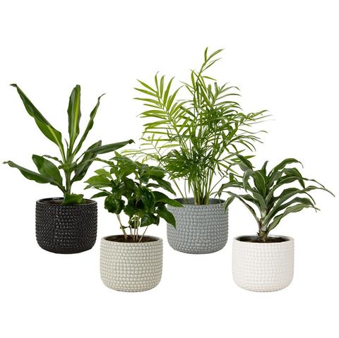 Plantes d'interieur MIX