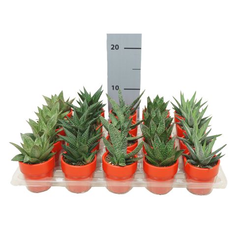 Сукуленти ALOE / HAWORTHIA MIX