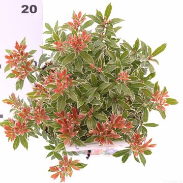 Pieris japonica 'Little Heath'