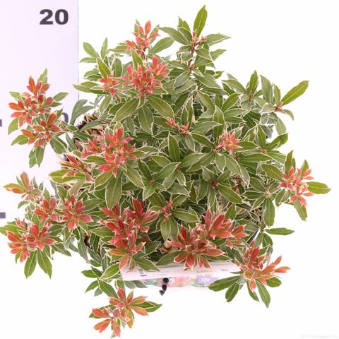 Pieris japonica 'Литл Хит'