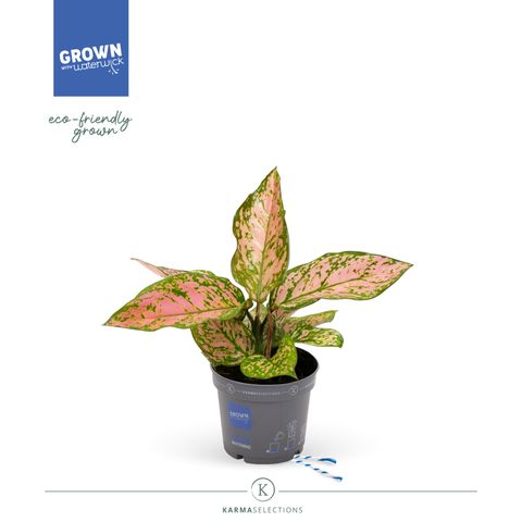 Aglaonema 'Hawkeye'