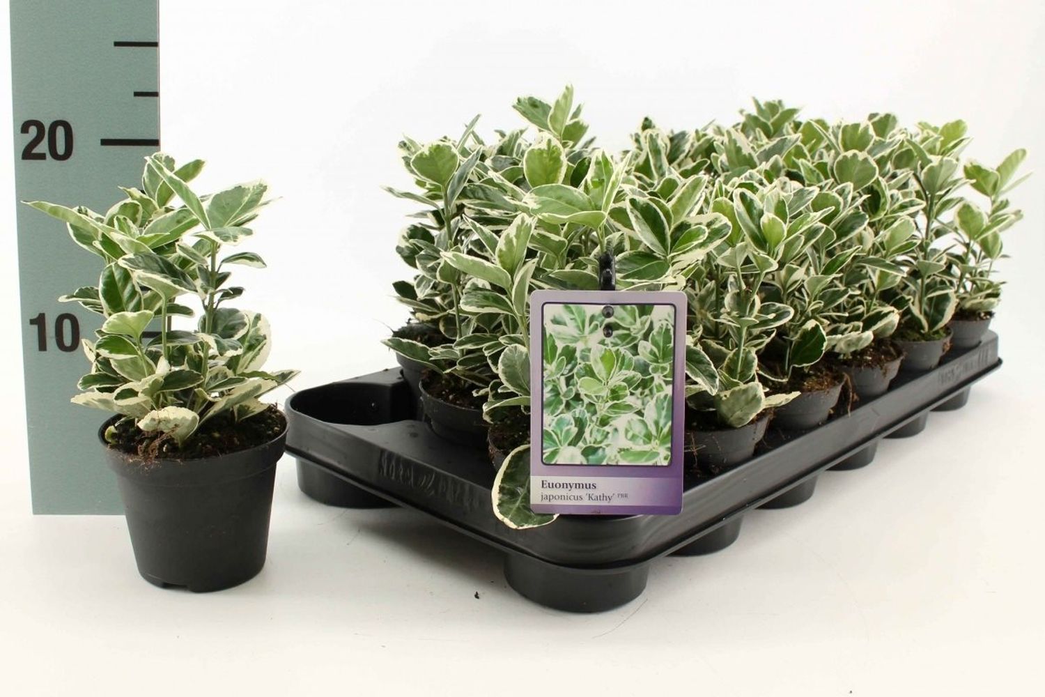 Euonymus japonicus 'Kathy' — Plant Wholesale FlorAccess