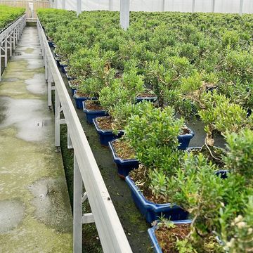 Buxus harlandii
