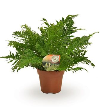 Blechnum gibbum 'Silver Lady'