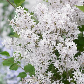 Syringa meyeri FLOWERFESTA WHITE