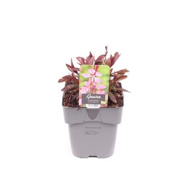 Gaura lindheimeri 'Tutti Frutti'